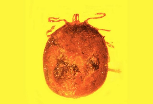 Ερυθρά αιμοσφαίρια διατηρήθηκαν σε κεχριμπάρι για 20 εκατομμύρια χρόνια