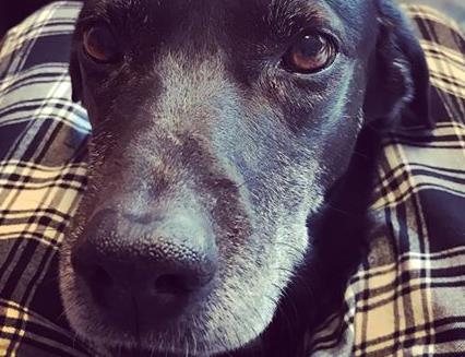 Ο Κυριάκος Μητσοτάκης μάς παρουσιάζει τον Άλφι