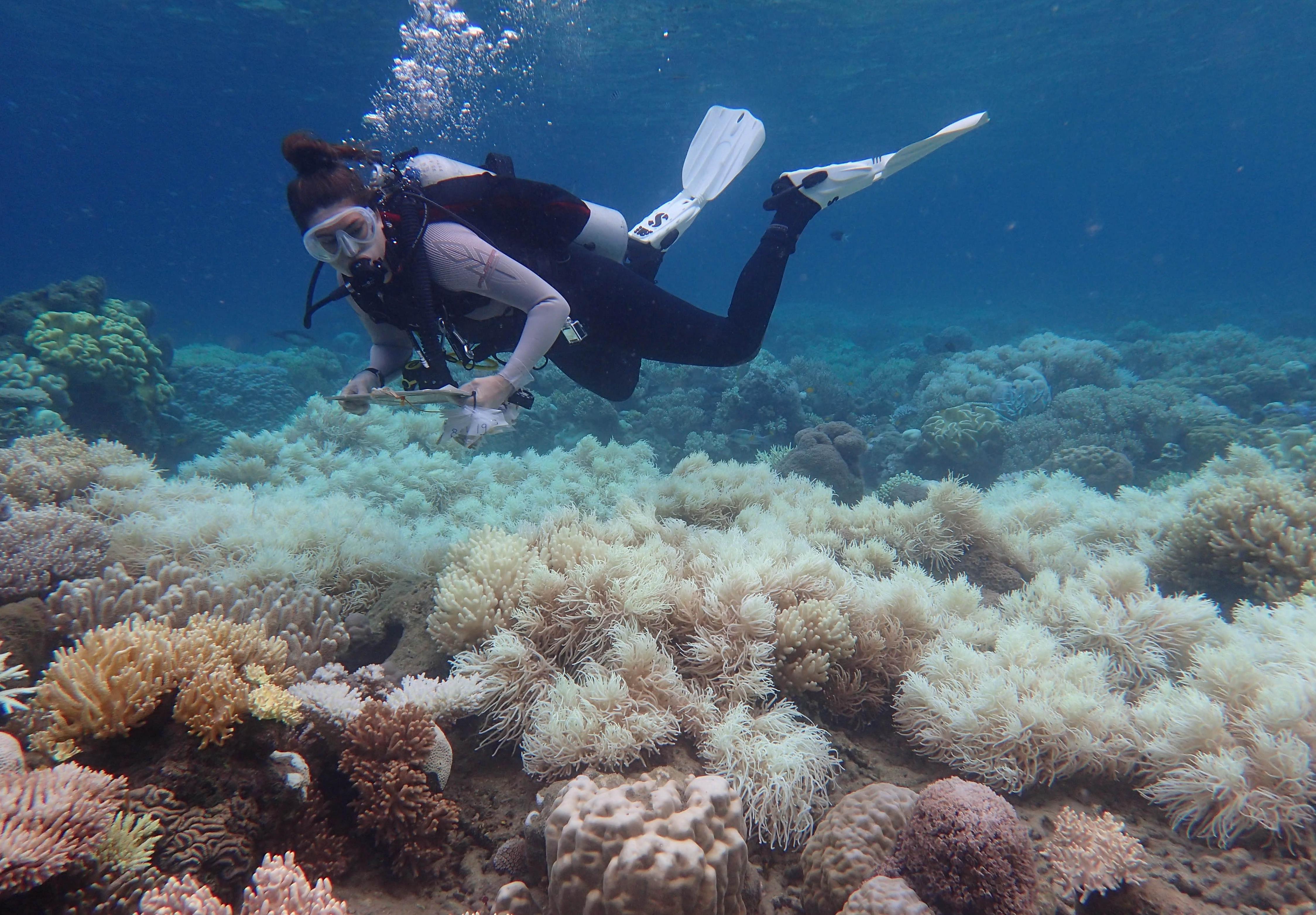 Πρωτοφανής καταστροφή στον Μεγάλο Κοραλλιογενή Ύφαλο