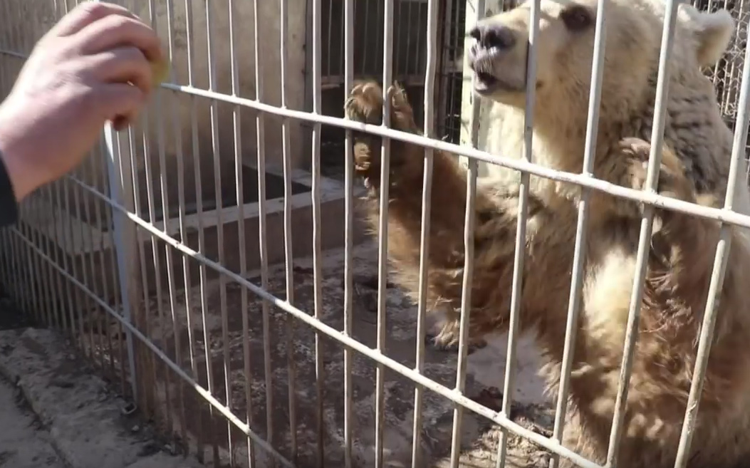 Νέα ζωή για τους μοναδικούς επιζώντες του ζωολογικού κήπου της Μοσούλης