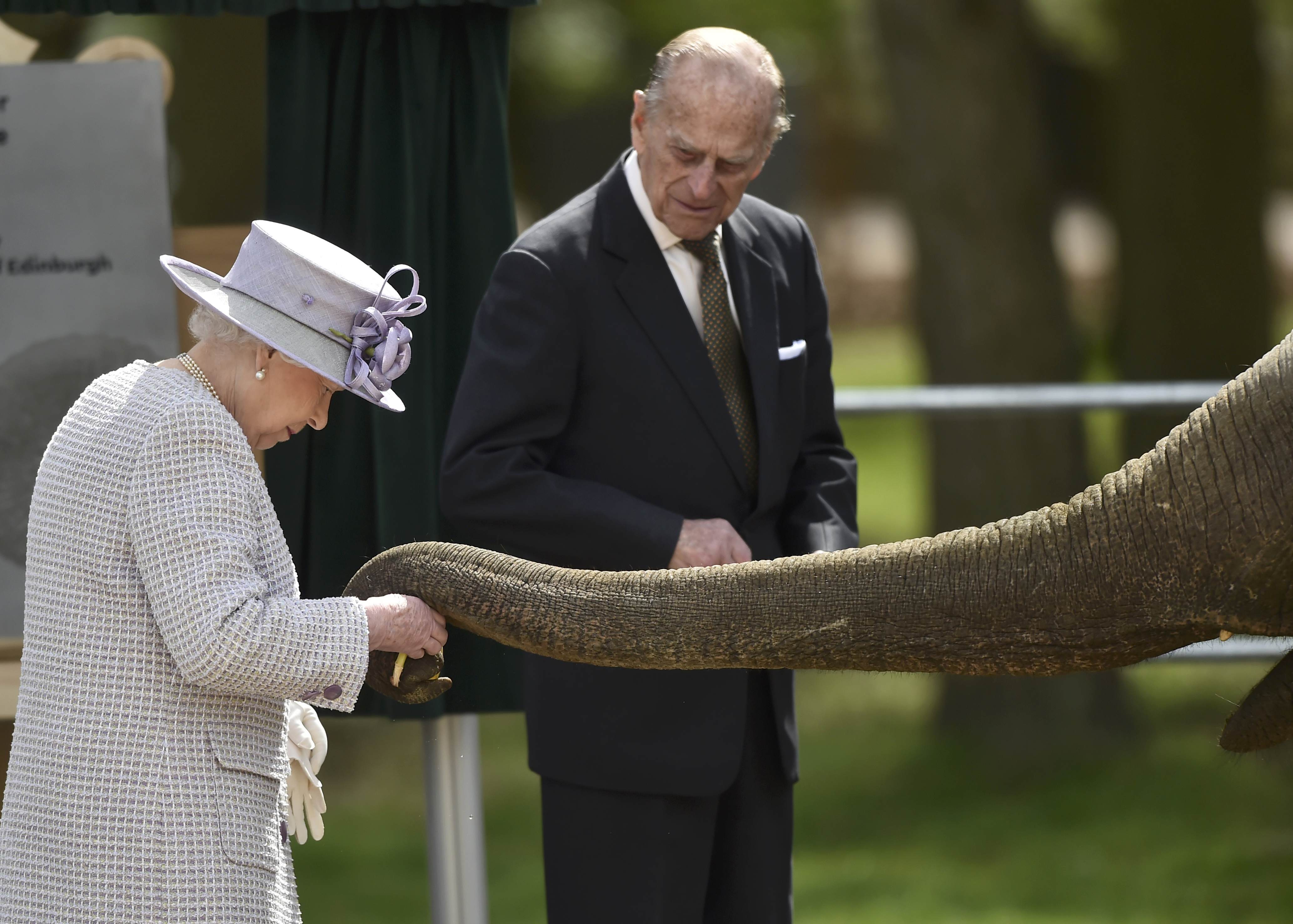 Ελέφαντες έμειναν κατενθουσιασμένοι με την βασίλισσα Ελισάβετ