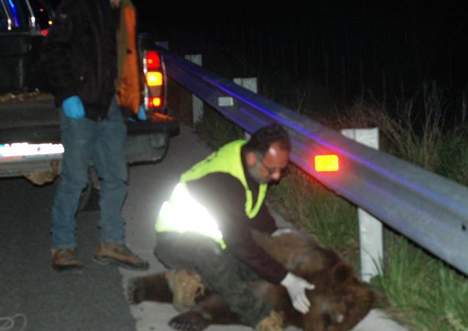 Ακόμα μια αρκούδα σκοτώθηκε σε τροχαίο στην Εγνατία Οδό