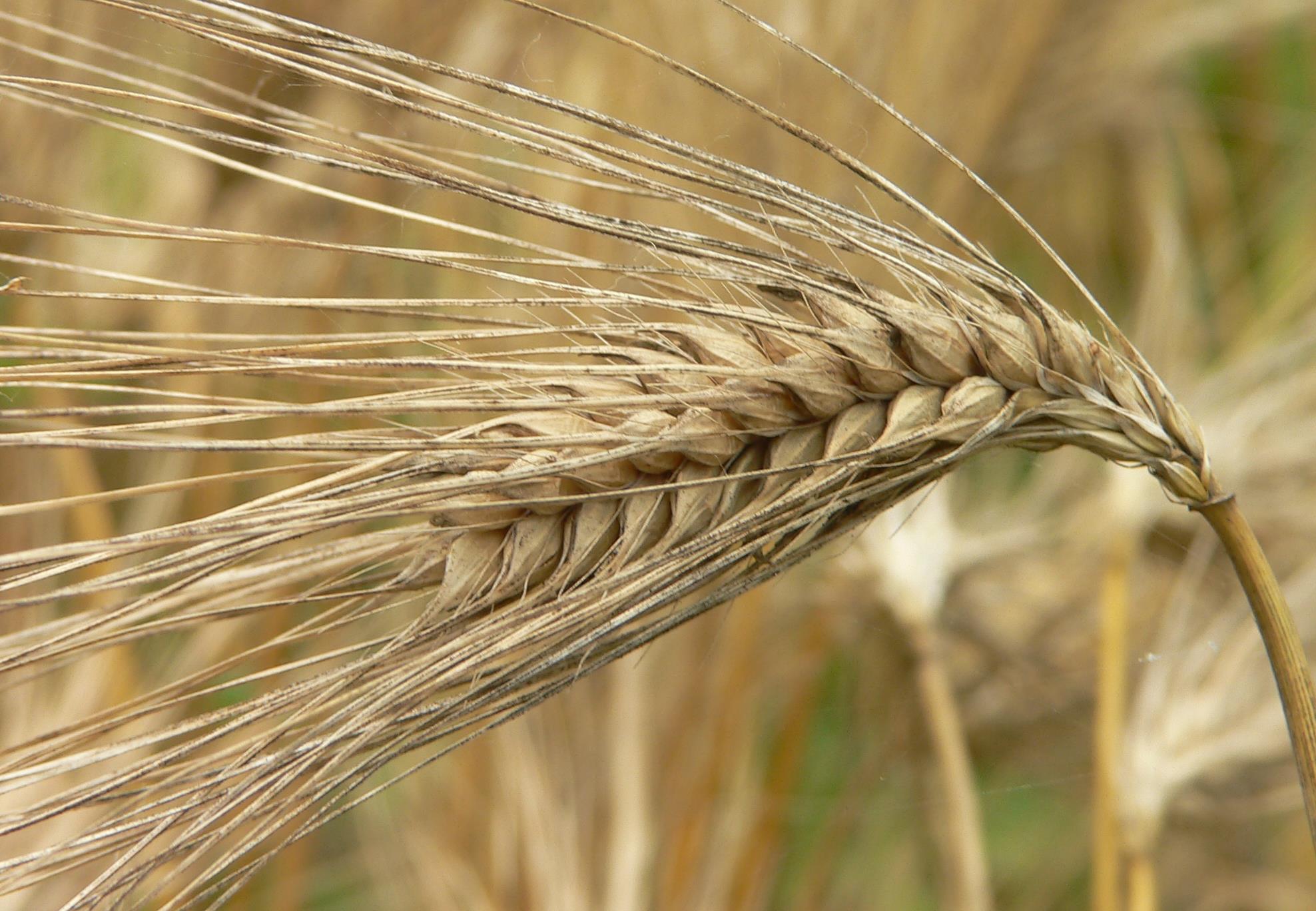 Δημοσιεύτηκε το γονιδίωμα του κριθαριού