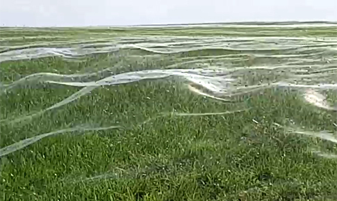 Ένα παράξενο αραχνοΰφαντο λιβάδι – Βίντεο