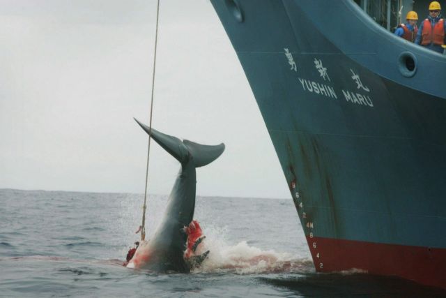 Παρά τις αντιδράσεις, Ιαπωνία και Νορβηγία επιμένουν στο κυνήγι φαλαινών