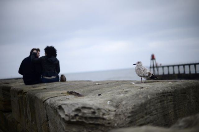 Βρετανία: Πρόστιμο σε όσους ταΐζουν τους γλάρους