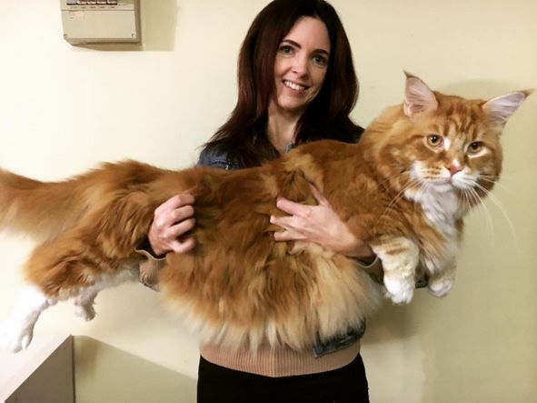Ομάρ, η μεγαλύτερη γάτα στον κόσμο