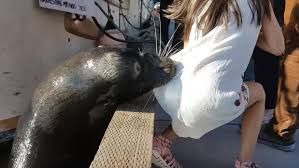 Καναδάς: Θαλάσσιο λιοντάρι τράβηξε στο νερό κοριτσάκι από την προβλήτα