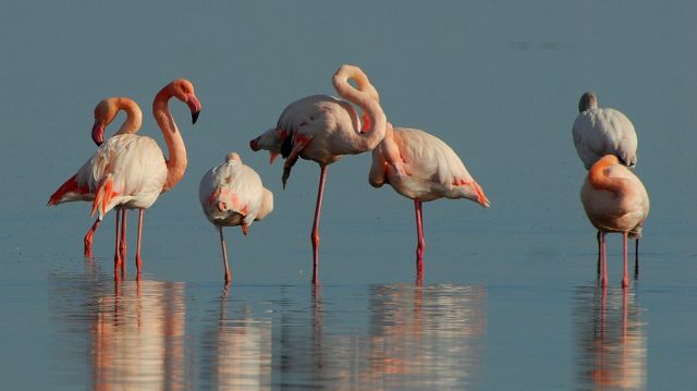 Γιατί τα φλαμίνγκο στέκονται και κοιμούνται στο ένα πόδι