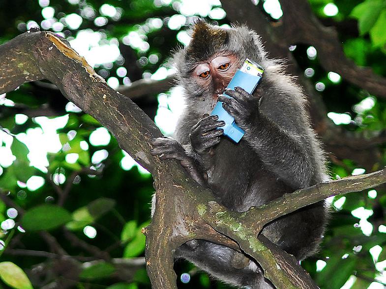 Ινδονησία: Διαβολικοί μακάκοι έμαθαν πώς να εκβιάζουν τους τουρίστες