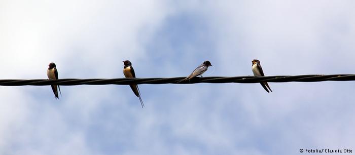 Απειλείται ο προάγγελος της άνοιξης