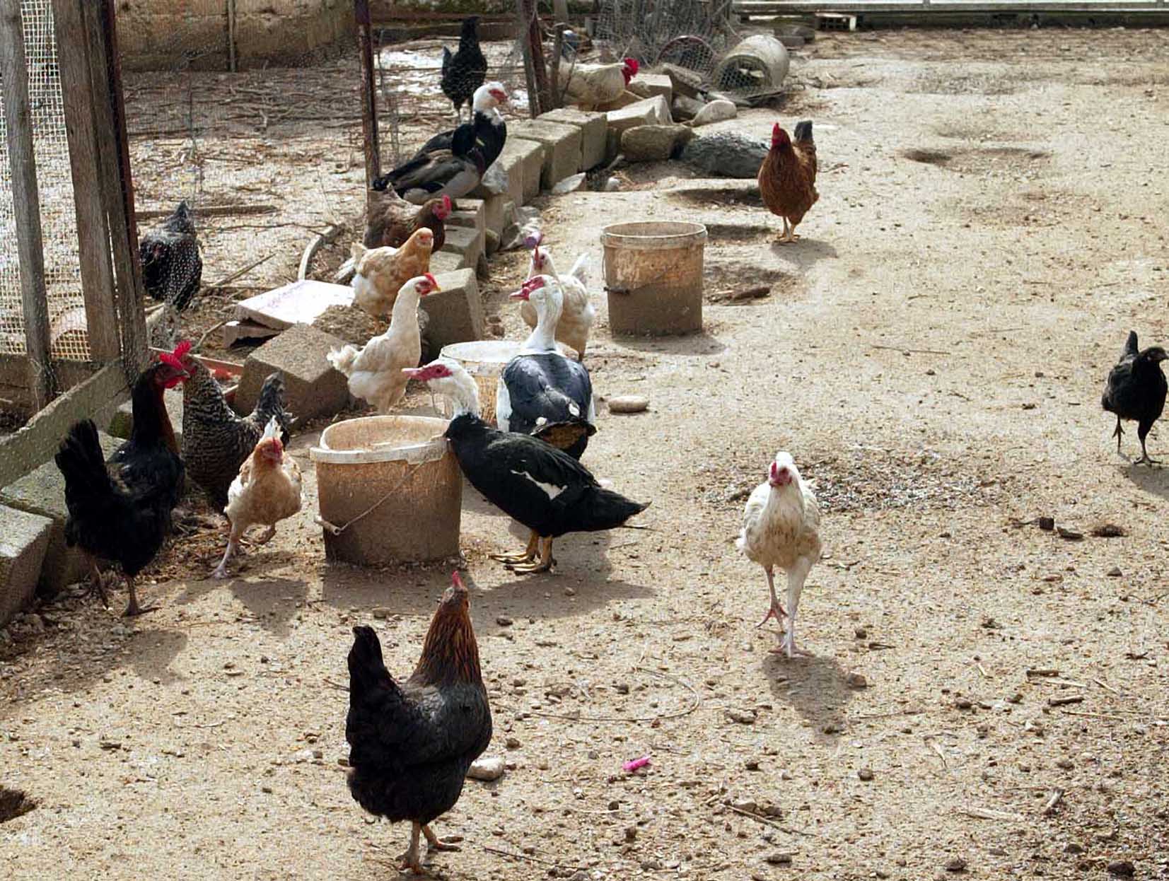 Εξώδικα σε στάβλους, στάνες και κοτέτσια