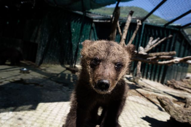 Στην αγκαλιά του Αρκτούρου δύο ορφανά αρκουδάκια από το Μαυροβούνιο