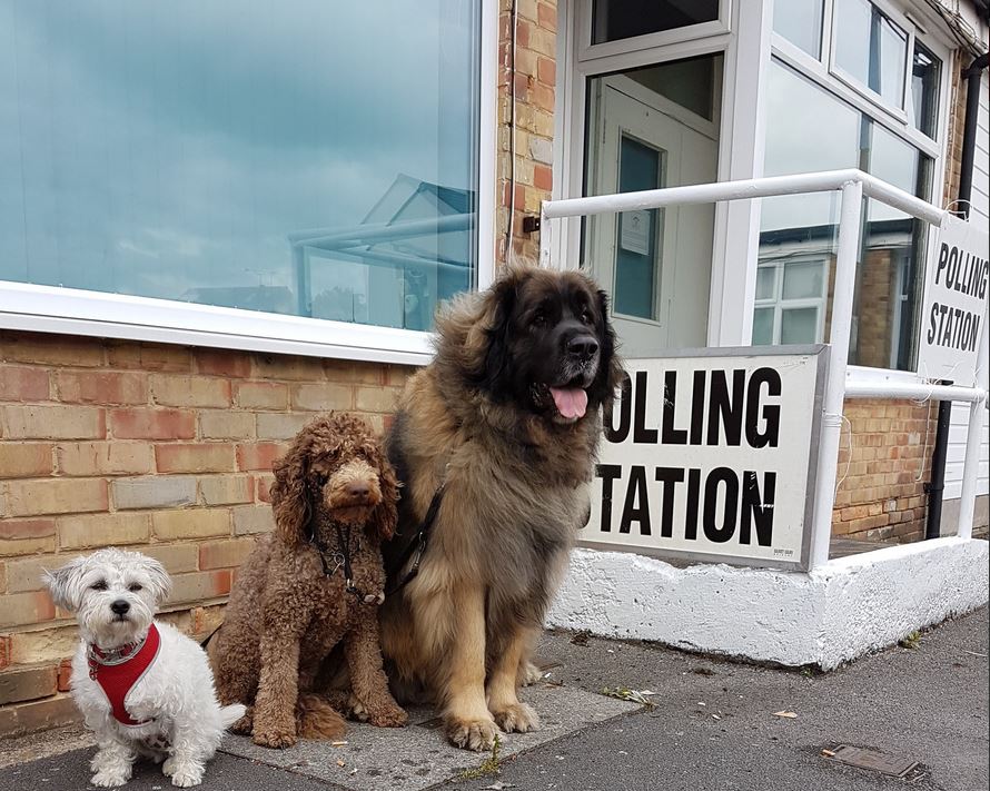 Σκύλοι σε εκλογικά κέντρα, η (νέα) μανία στη Βρετανία