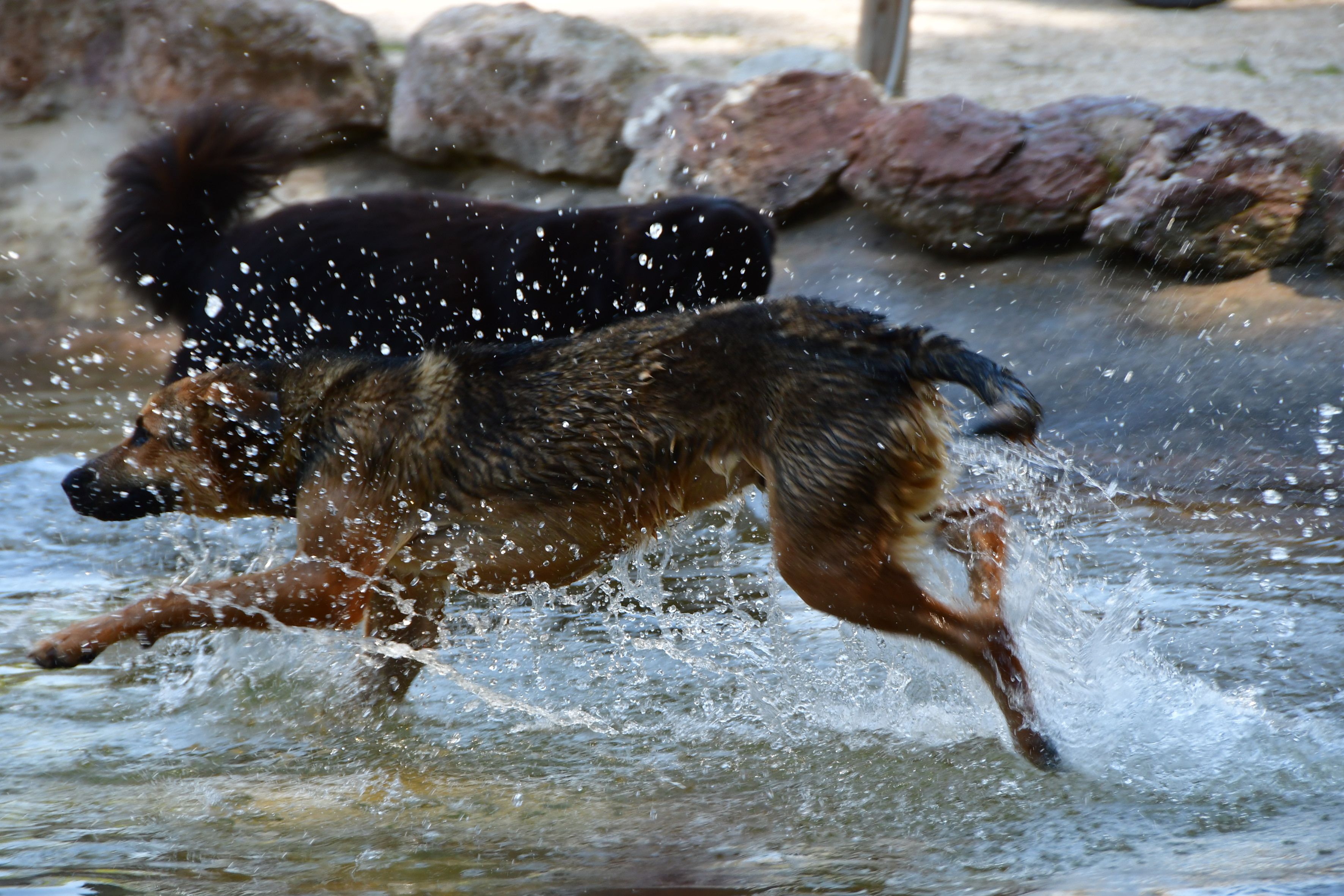 Δοχεία νερού για τα αδέσποτα σε 35 σημεία της Αθήνας