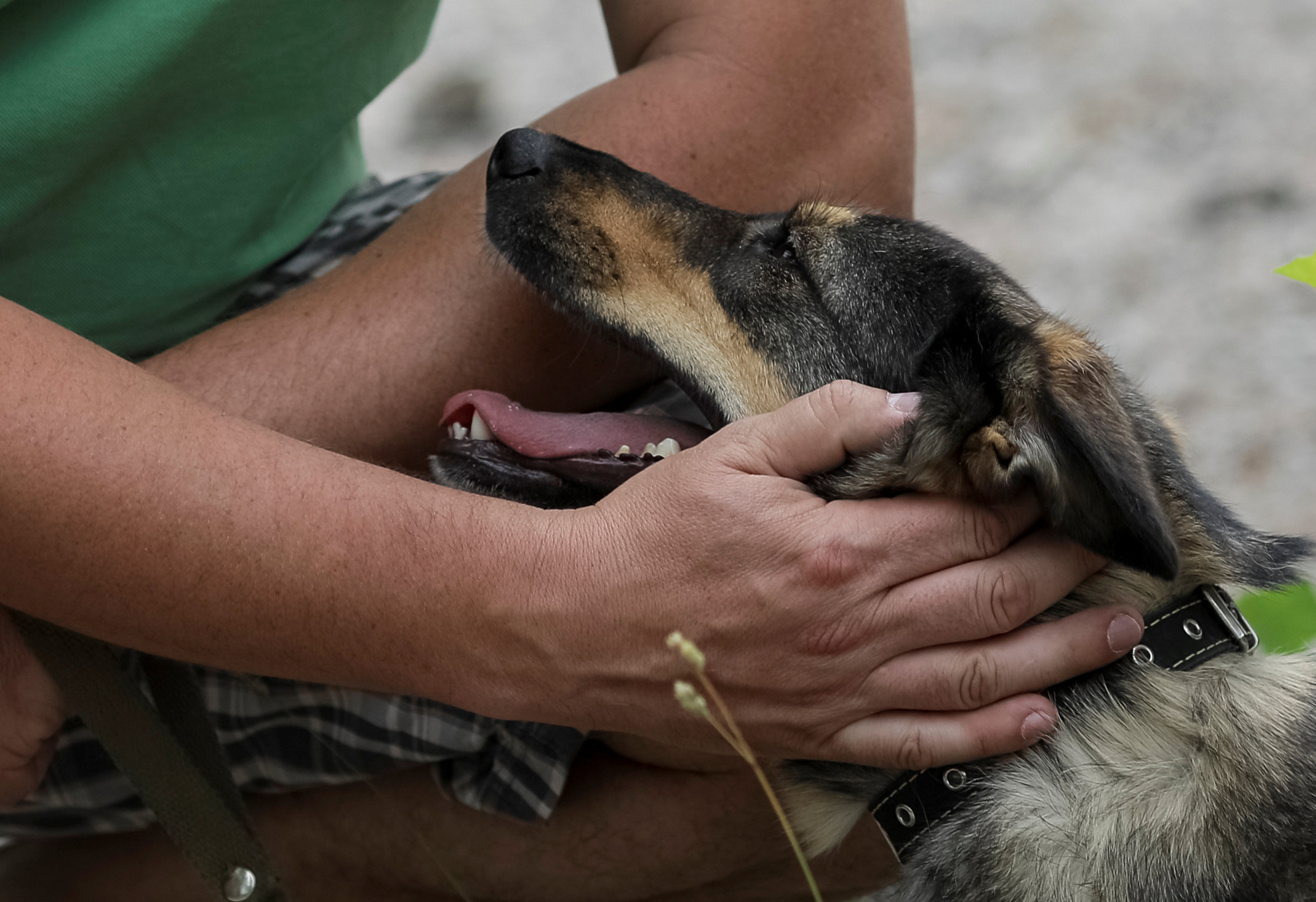 Νέα Ζηλανδία: Γονείς έδωσαν κατά λάθος σκυλοτροφή στα παιδιά τους