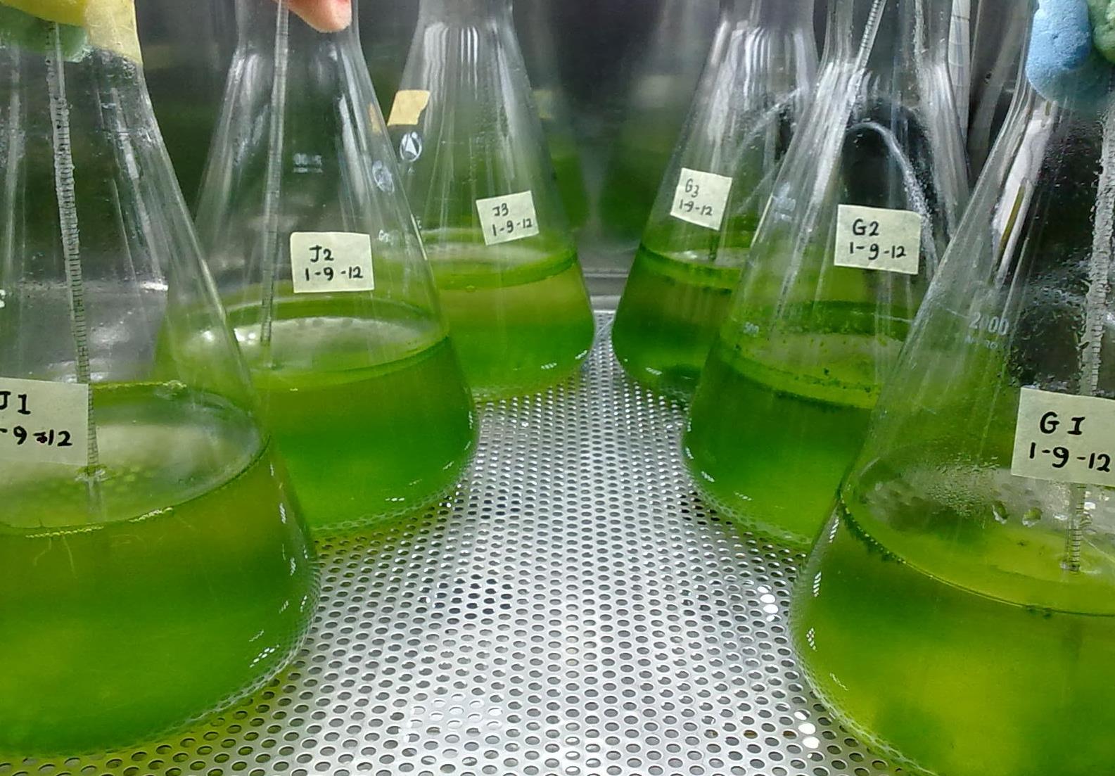 Exxon και Κρεγκ Βέντερ ανακοινώνουν πρόοδο στο συνθετικό πετρέλαιο