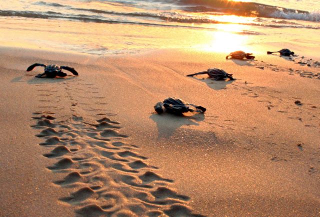 Ζάκυνθος: Ξεμύτισαν στις παραλίες τα πρώτα χελωνάκια της χρονιάς