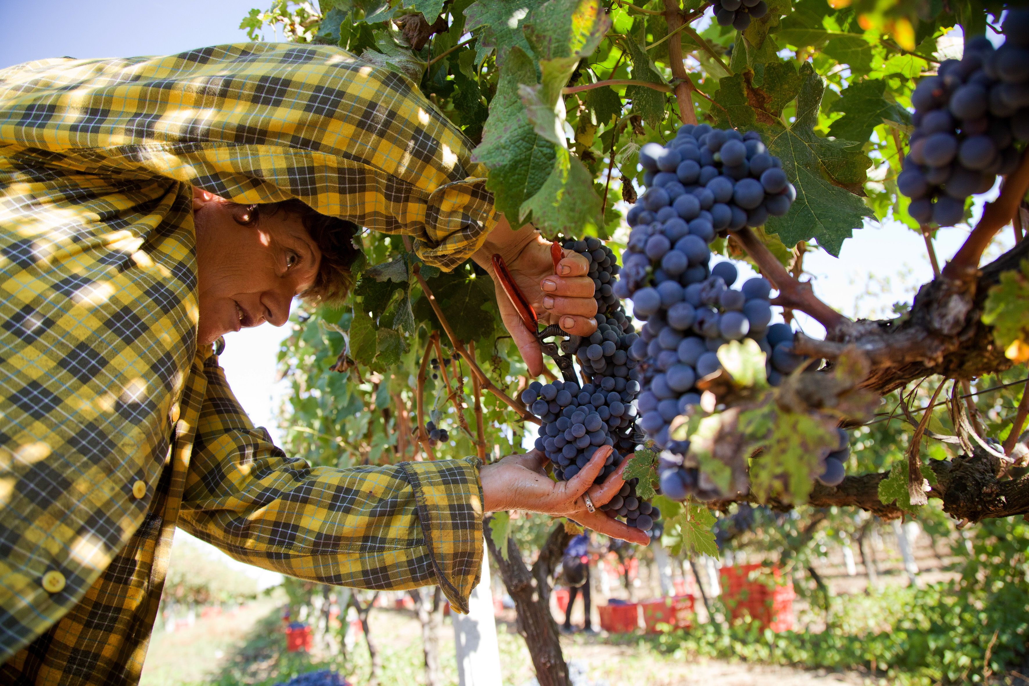 Αποστόλου: Καταργείται φέτος ο ειδικός φόρος κατανάλωσης στο κρασί