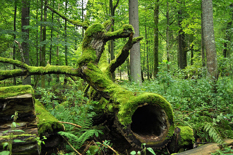 UNESCO: Σταματήστε την υλοτόμηση στο τελευταίο αρχέγονο δάσος της Ευρώπης