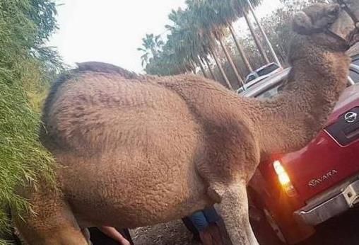 Η καμήλα το’σκασε και μάλιστα σε ώρα αιχμής!