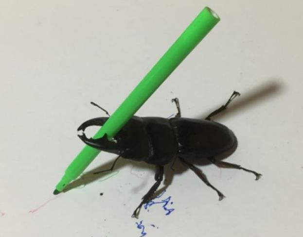 Το σκαθάρι που λατρεύει να ζωγραφίζει