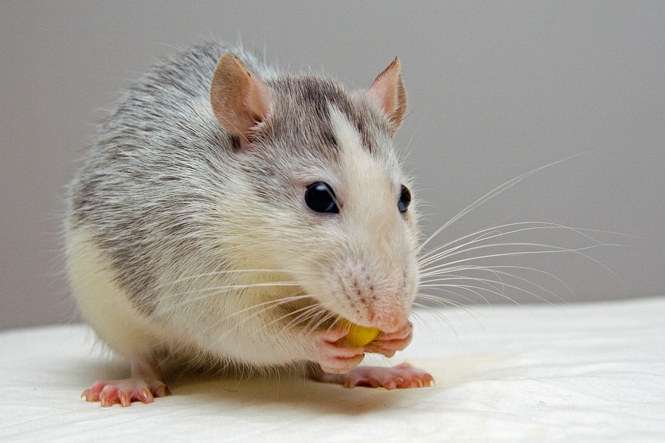 Εγκεφαλικός διακόπτης μετατρέπει δειλά ποντίκια σε αρχηγούς