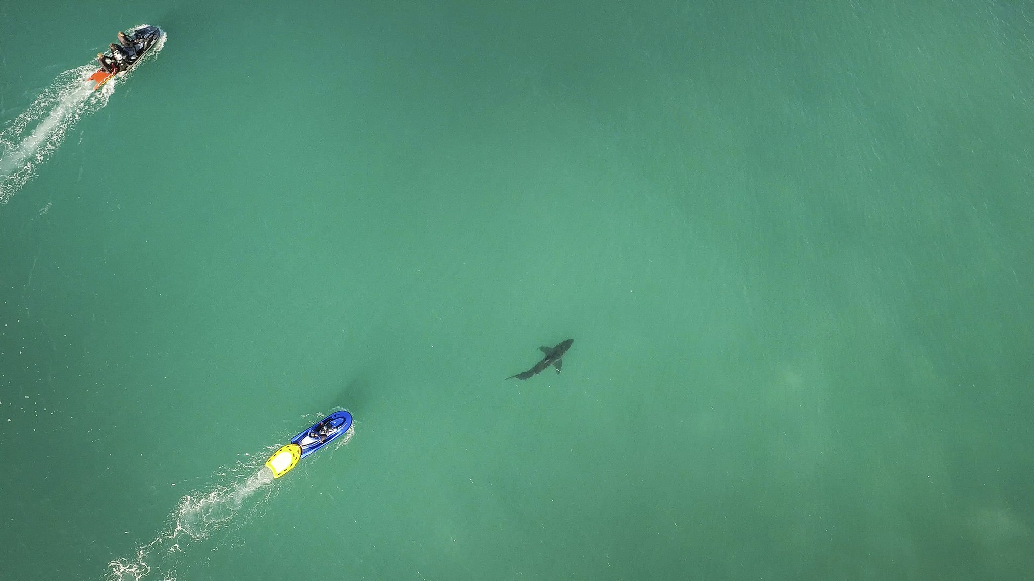 Ο έρωτας αυστραλού σέρφερ για τους λευκούς καρχαρίες