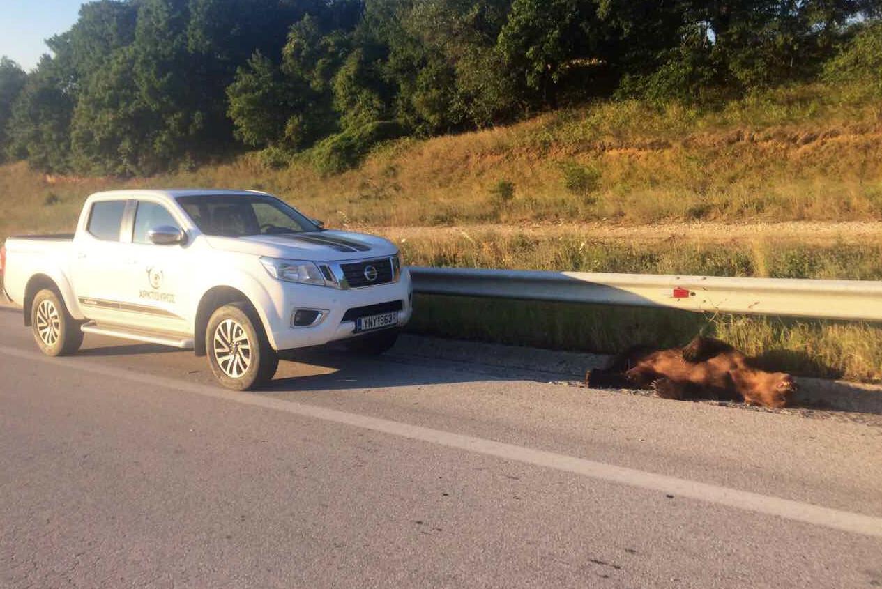 Αρκούδα σκοτώθηκε στην άσφαλτο και εγκαταλείφθηκε στο Αμύνταιο