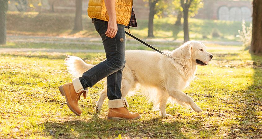 Βγάλτε τον σκύλο βόλτα και μείνετε υγιείς και δραστήριοι στα γεράματα