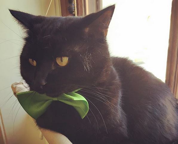 Ο γάτος του βρετανικού ΥΠΟΙΚ πιάνει ποντίκια και περιμένει τη Λαγκάρντ