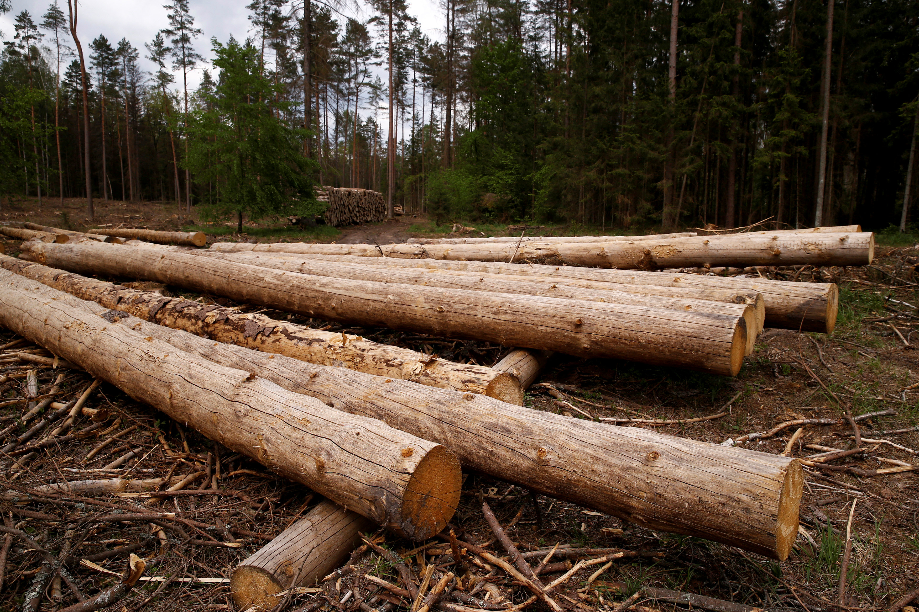 Αγνοεί η Πολωνία το Ευρ. Δικαστήριο για την υλοτόμηση αρχέγονου δάσους