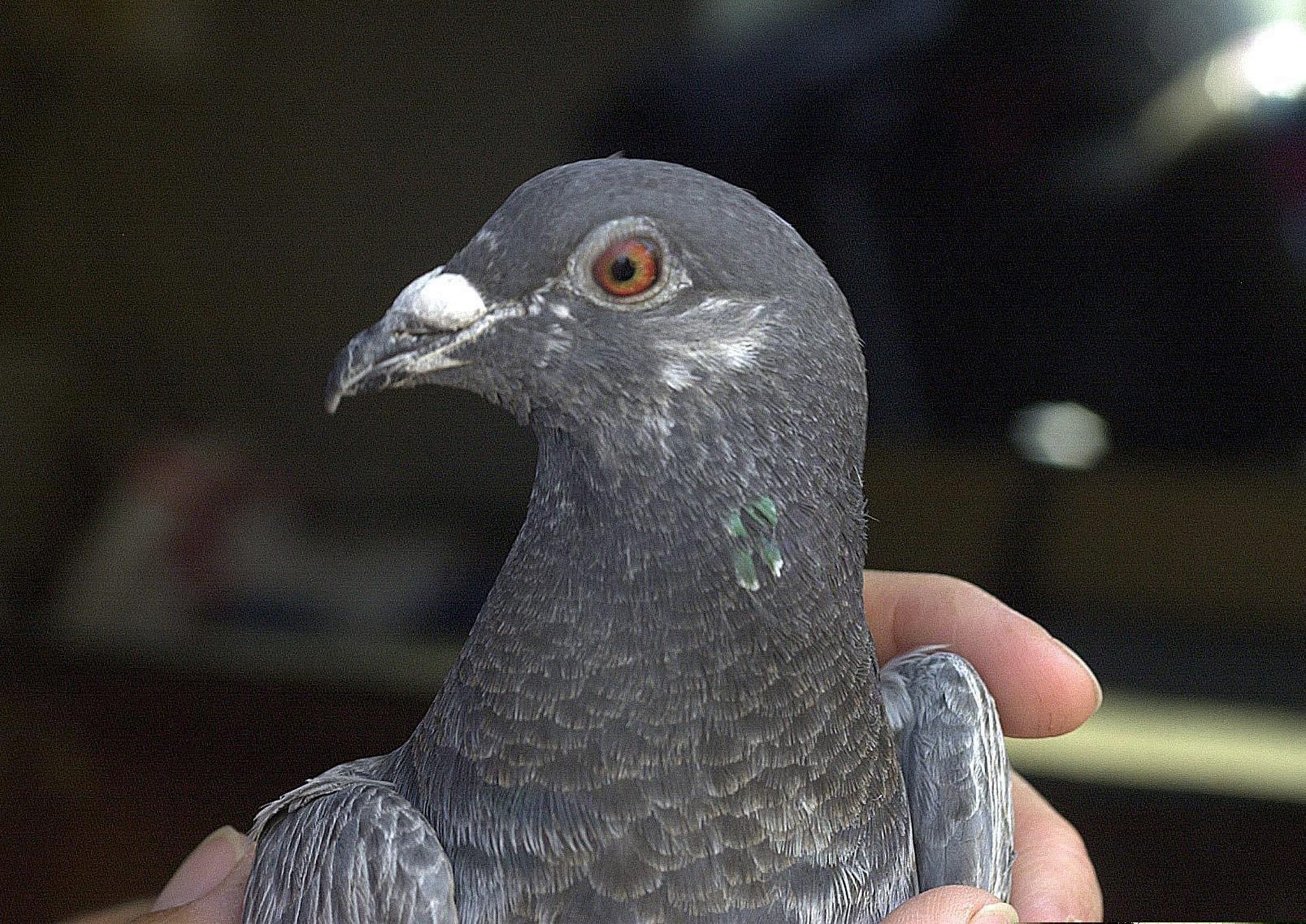 Τα περιστέρια φαίνεται πως «στέλνουν» τα διαζύγια στην Ινδονησία