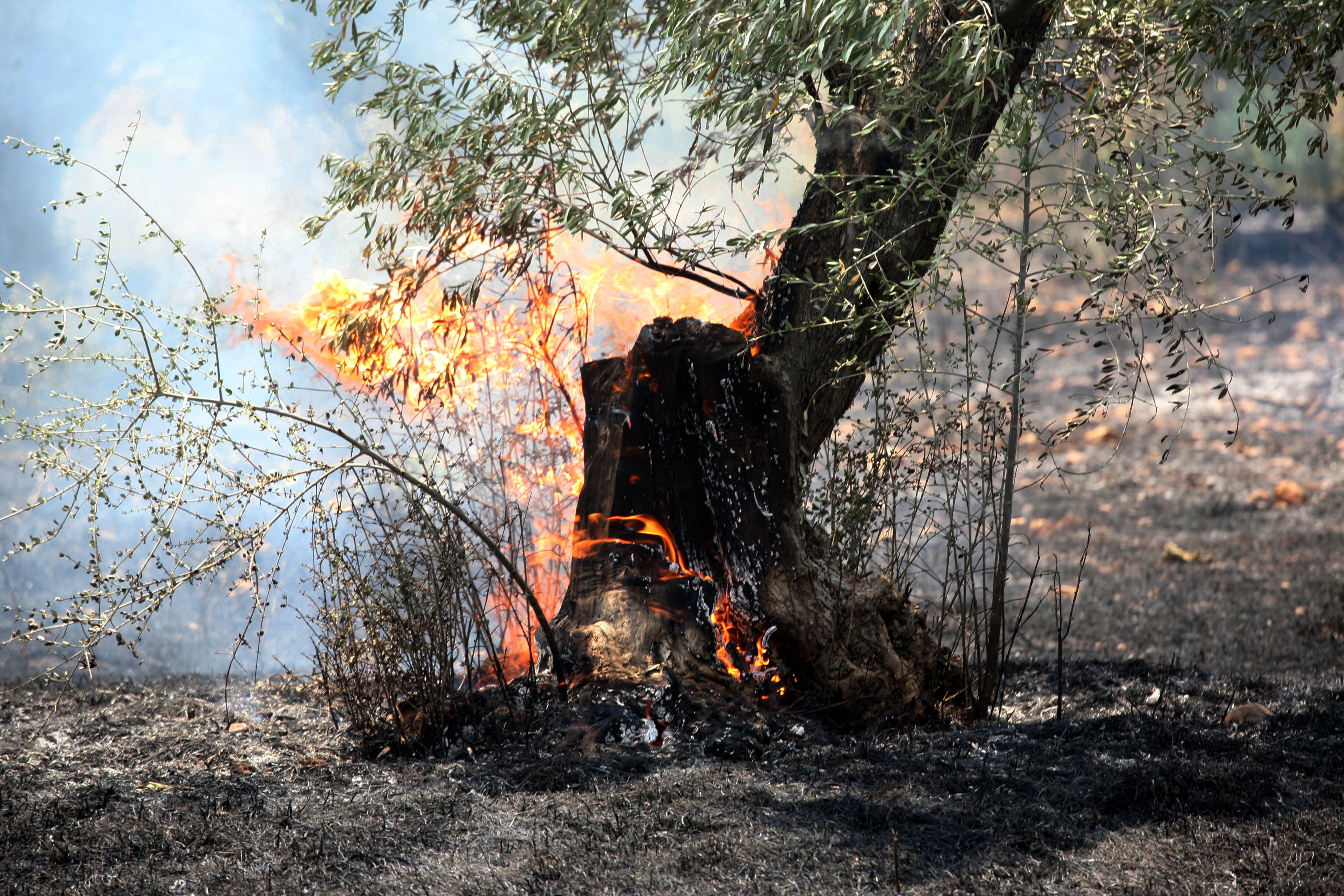 Πενήντα δασικές πυρκαγιές σε ένα 24ωρο