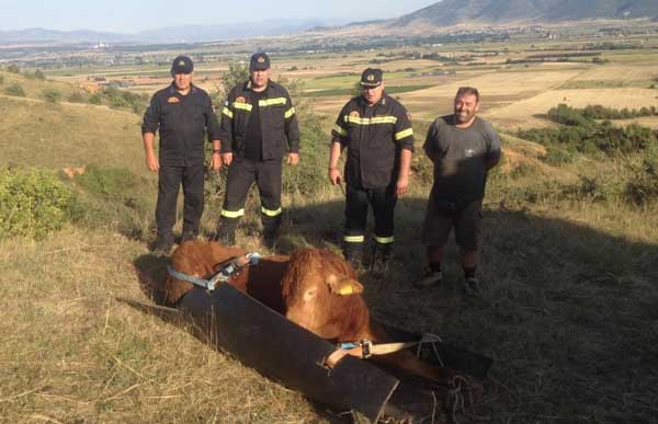 Εντυπωσιακή επιχείρηση για την διάσωση ταύρου από χαράδρα
