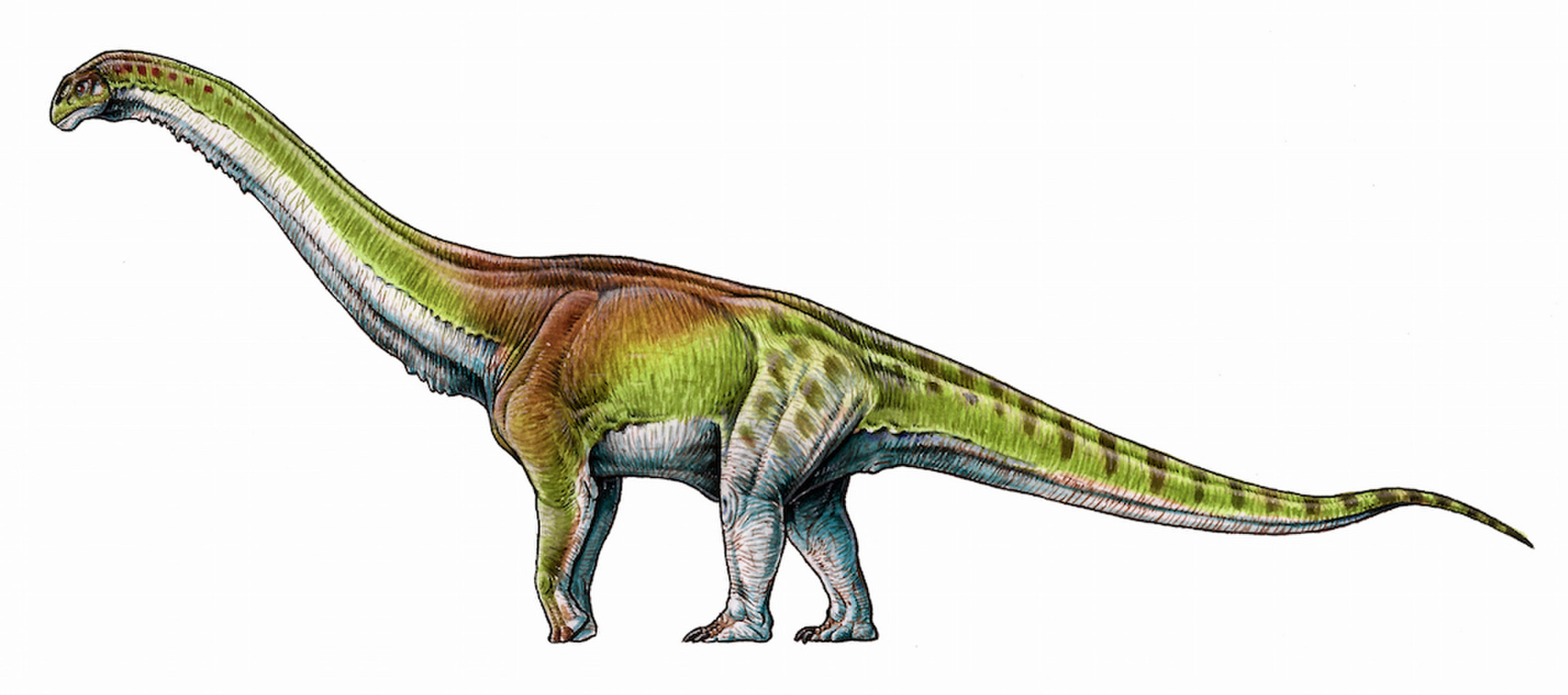 Νέος δεινόσαυρος «ήταν το βαρύτερο και μακρύτερο ζώο που περπάτησε ποτέ»