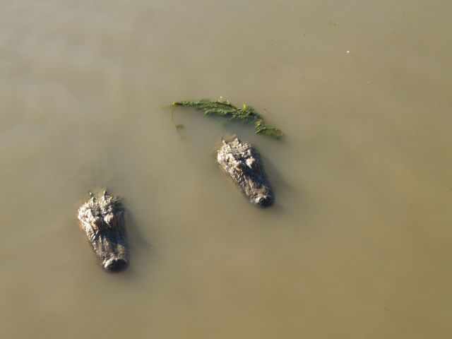 Μετά τις πλημμύρες στο Τέξας έρχονται… 350 αλιγάτορες