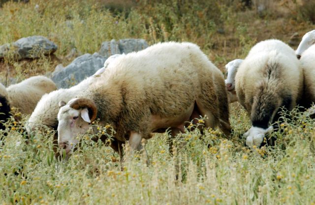 Μυτιλήνη: Δύο νέα κρούσματα ευλογιάς, σε εκτροφές αιγοπροβάτων