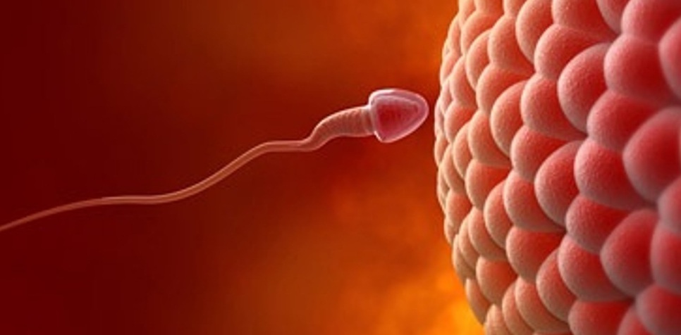 Τροποποίηση ανθρωπίνων εμβρύων ρίχνει φως στον μηχανισμό της γονιμότητας