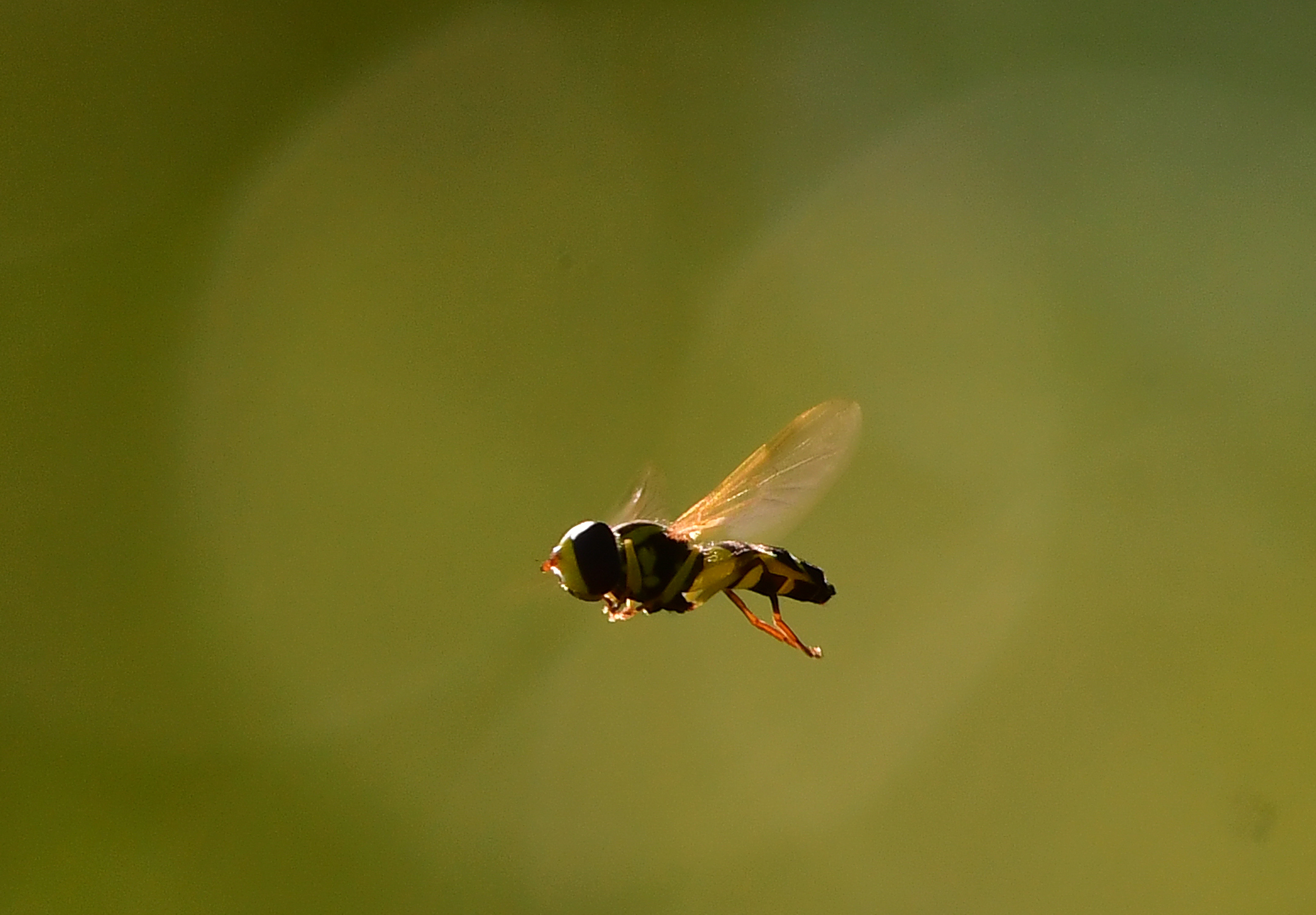Η κλιματική αλλαγή ωθεί τα έντομα στον δρόμο της προσφυγιάς