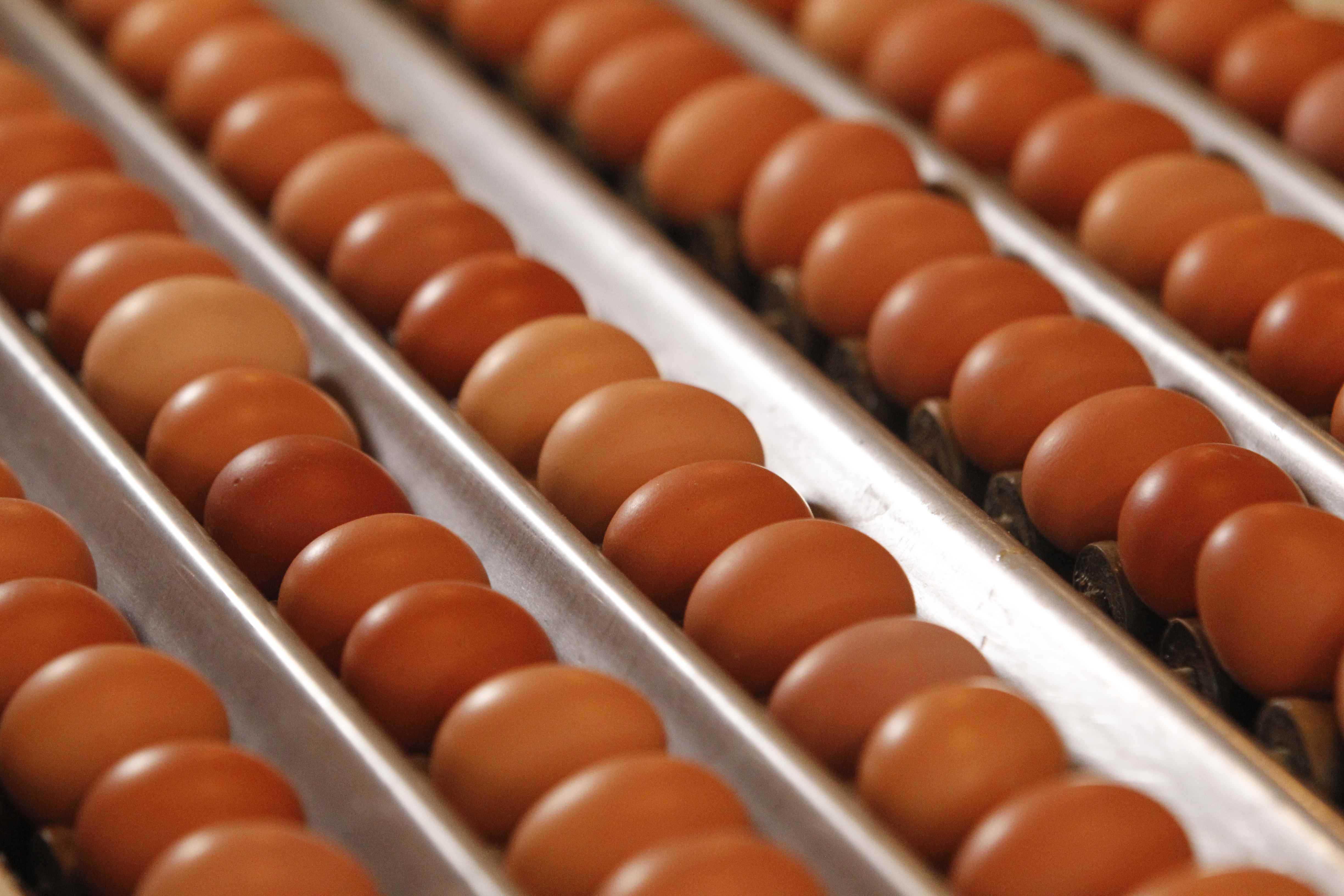 ΕΦΕΤ: Κανένα ανησυχητικό εύρημα ως τώρα για μολυσμένα αυγά στην Ελλάδα