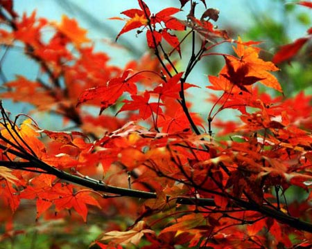 Μπαταρίες από τα πεσμένα φύλλα