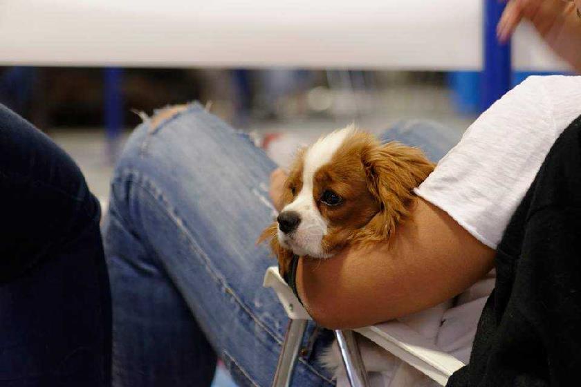 Discover Dogs 2017: Το φεστιβάλ για τους ζωόφιλους στις 4 και 5 Νοεμβρίου