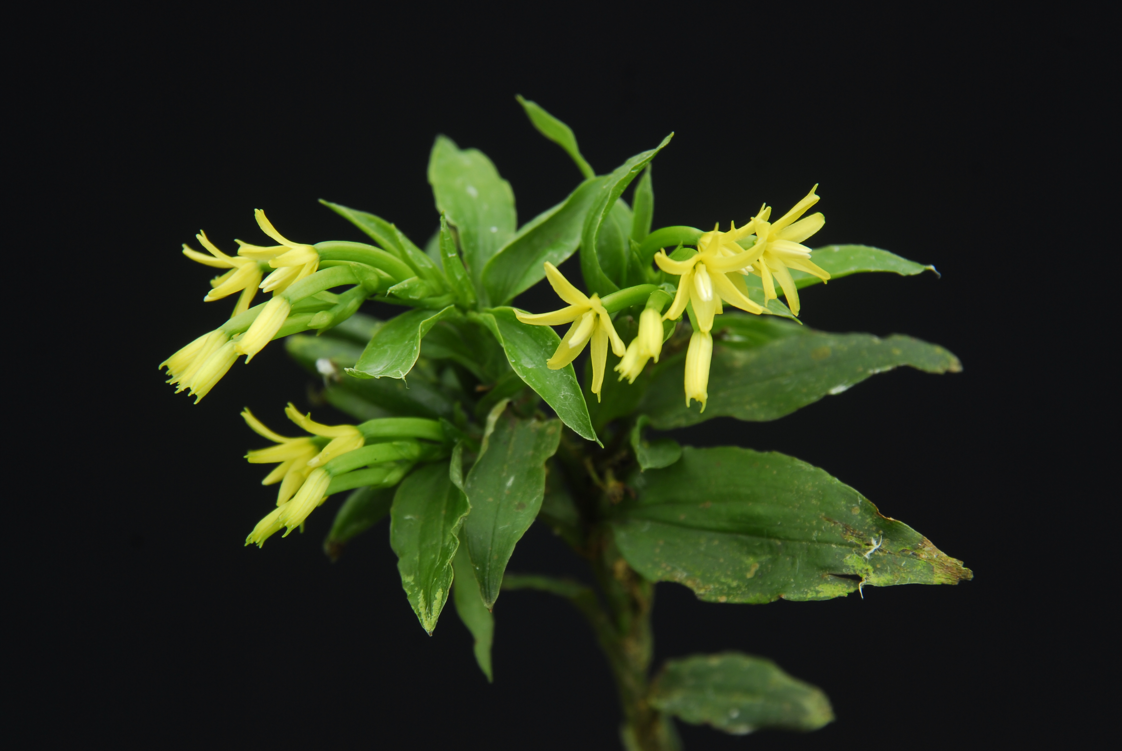 Διάβασαν το γονιδίωμα της ορχιδέας