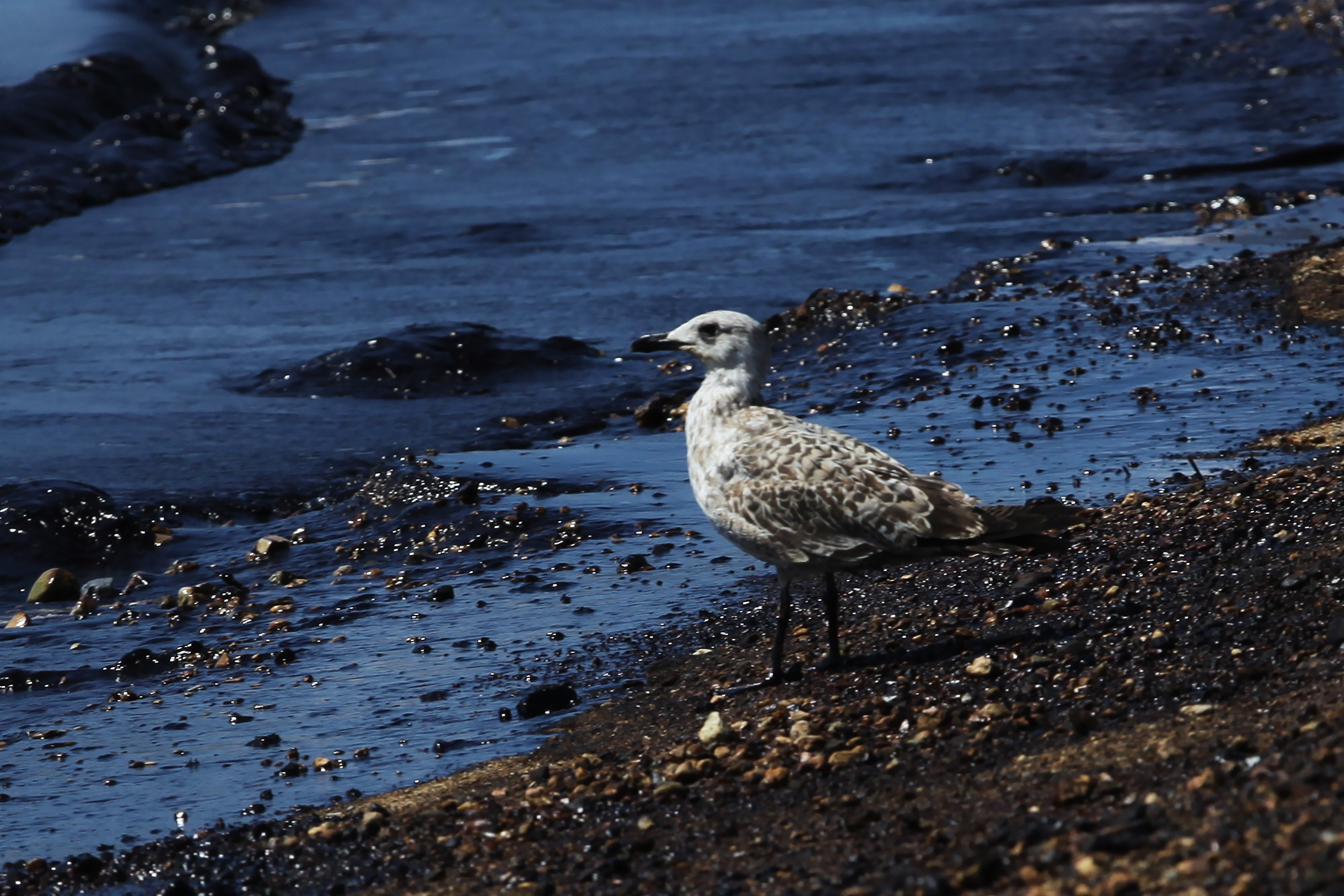 Κλιμάκιο του Ρότερνταμ στην Αθήνα για την αντιμετώπιση της θαλάσσιας ρύπανσης
