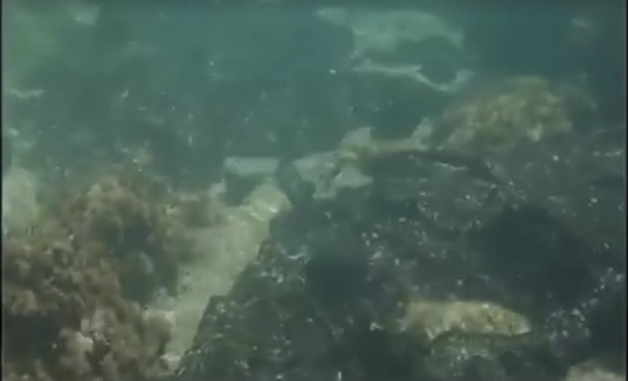Συγκλονίζουν οι εικόνες από τον «μαύρο» βυθό της Σαλαμίνας [βίντεο]