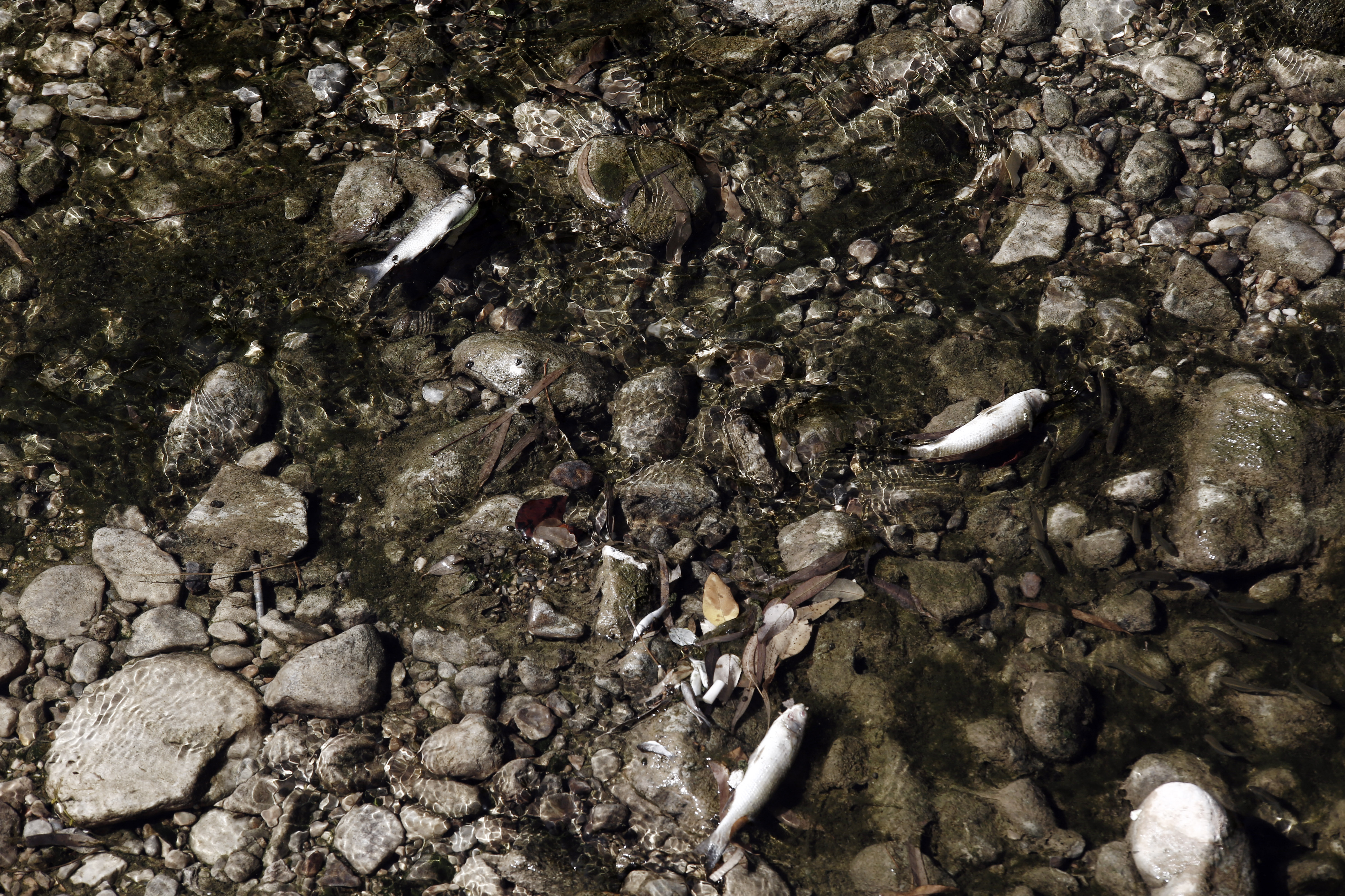 Δύτες θα ελέγξουν το βαθμό ρύπανσης στο βυθό της Σαλαμίνας