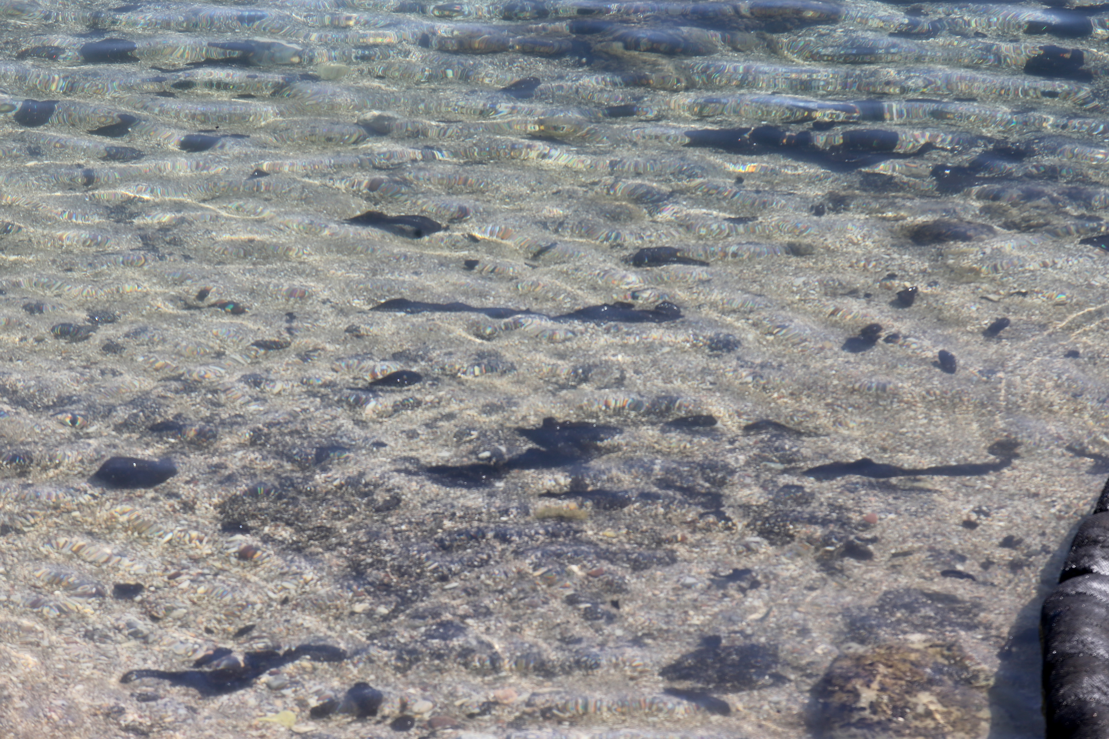 Ινστιτούτο Θαλάσσιας Προστασίας: Ανεπαρκείς οι εργασίες απορρύπανσης