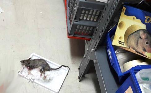Τί απαντά η διοίκηση του Νοσοκομείου Κιλκίς για τα ποντίκια στα πλυντήρια