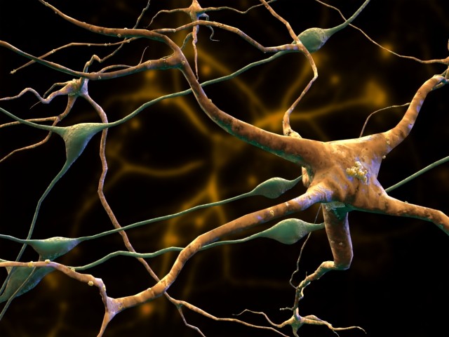 Έλλειψη συνεργασίας μεταξύ εγκεφαλικών κυττάρων πίσω από τη νόσο Αλτσχάιμερ